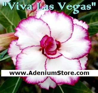 (image for) Adenium Seeds \'Viva Las Vegas\' 5 Seeds